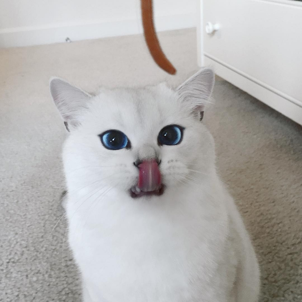 Coby the blue eyed cat is an Instagram sensation