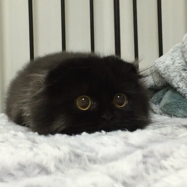 Gimo, the cat with biggest eyes