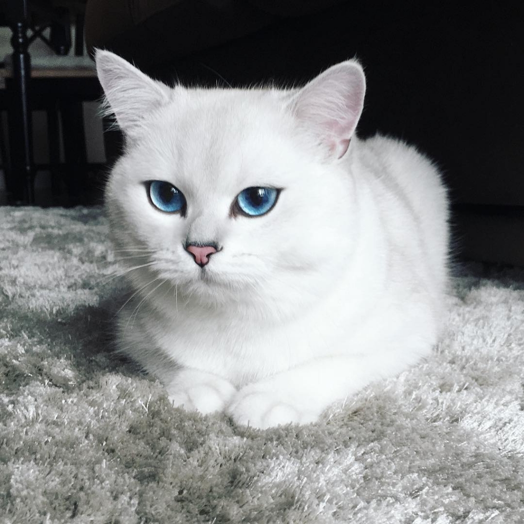 Coby the blue eyed cat is an Instagram sensation