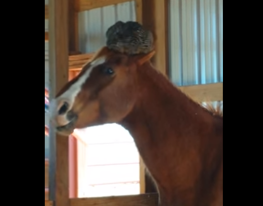 Lady is surprised to find this on her horse's head