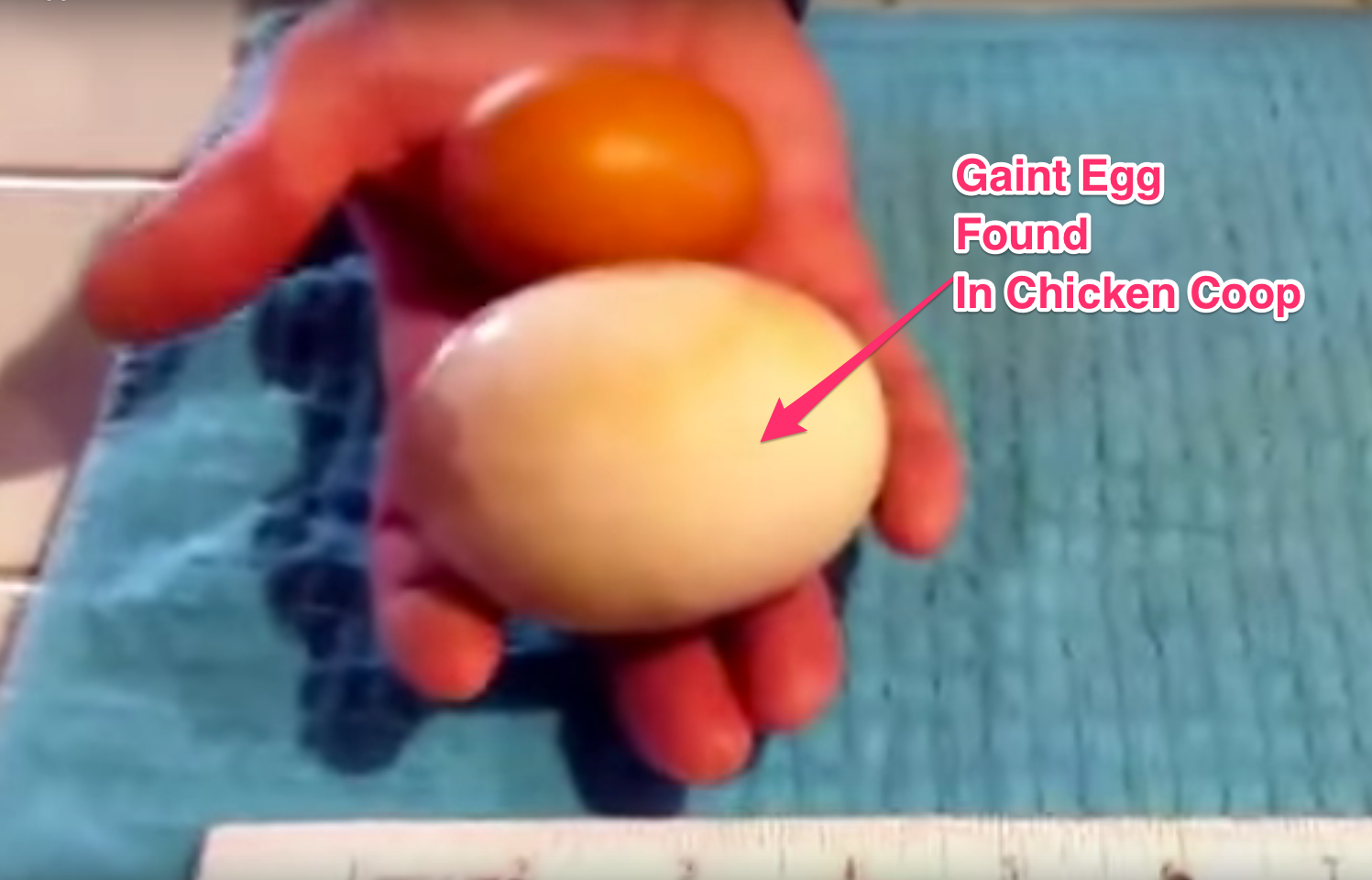 Massive 3-inch egg and you will be surprised to see whats inside