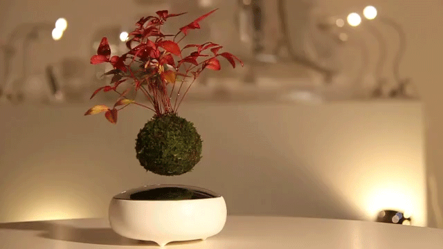 Air Bonsai - Floating Plants