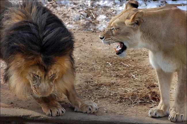 Papa Lion Wanted to Punish the Cub  and Mom came just in time