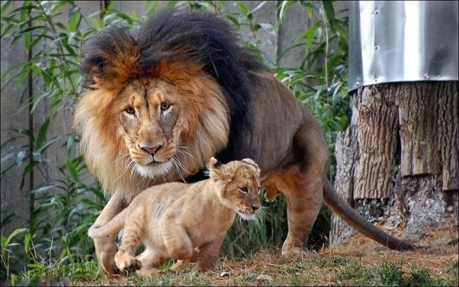 Papa Lion Wanted to Join in the Playfight and Punish the Cub