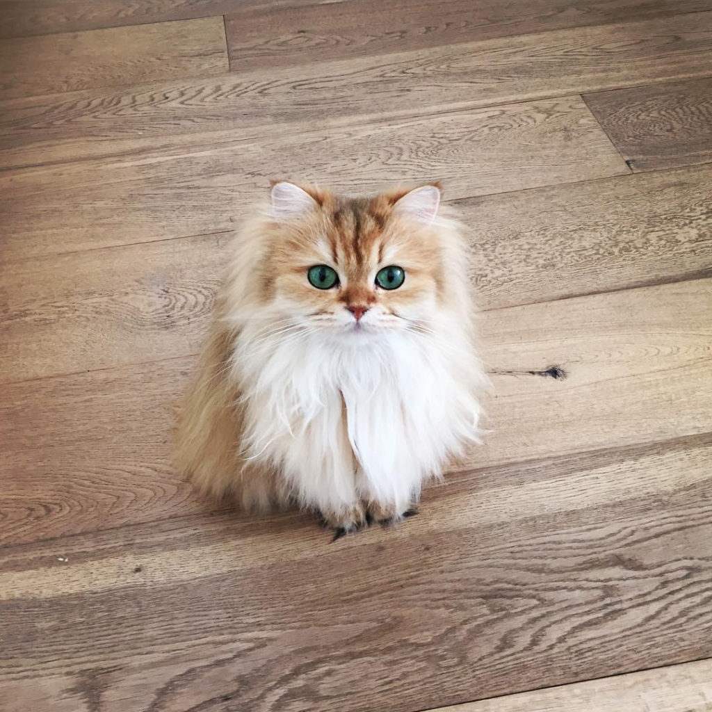 Smoothie, the world's most photogenic cat