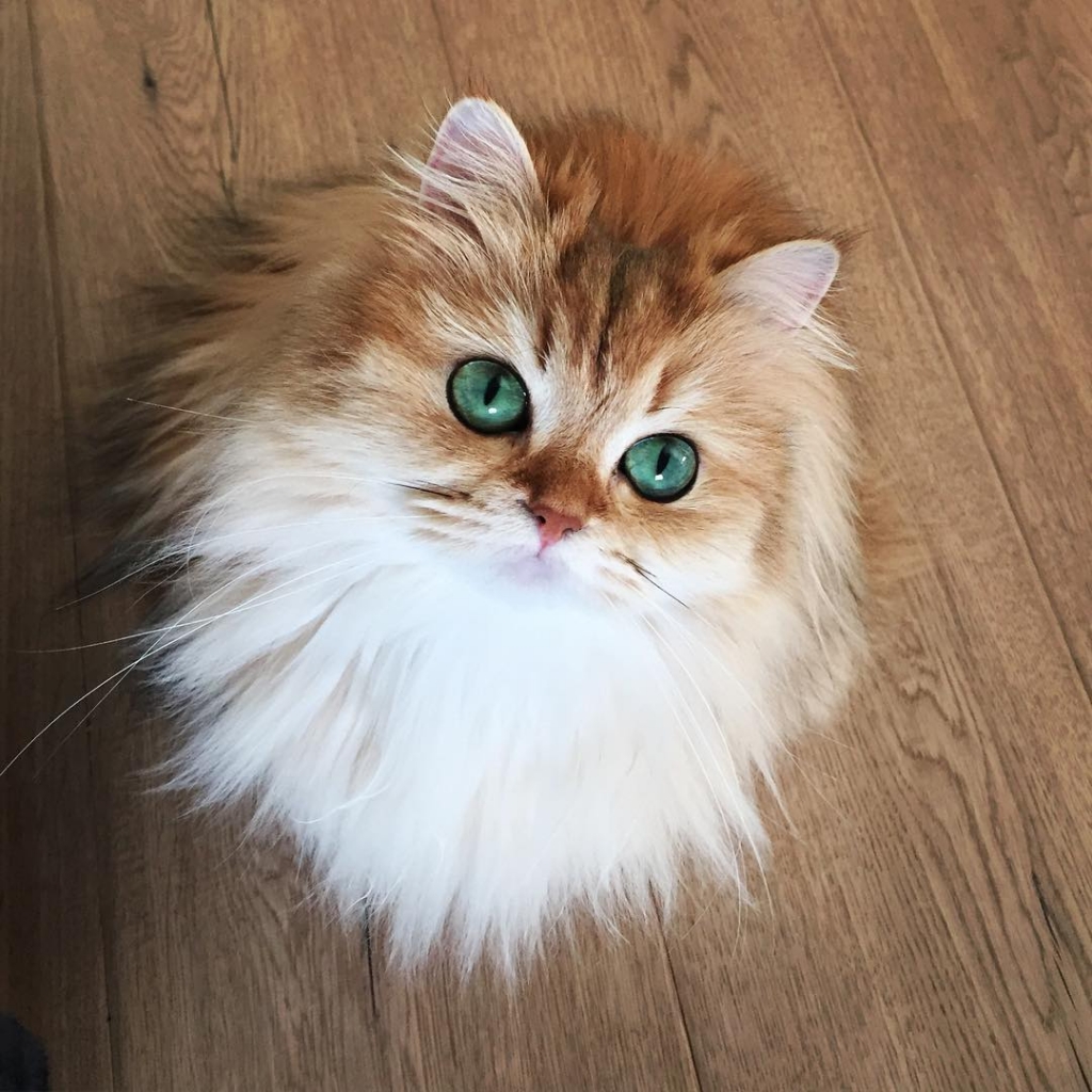 Smoothie, the world's most photogenic cat