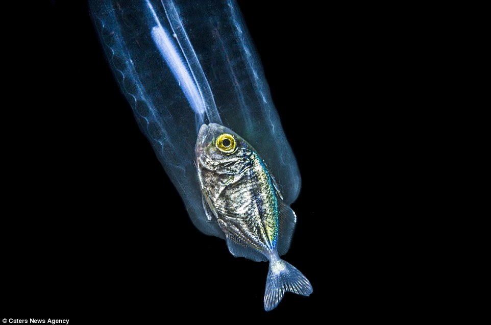 Eaten Fish Spotten in a Traslucent Sea Creature
