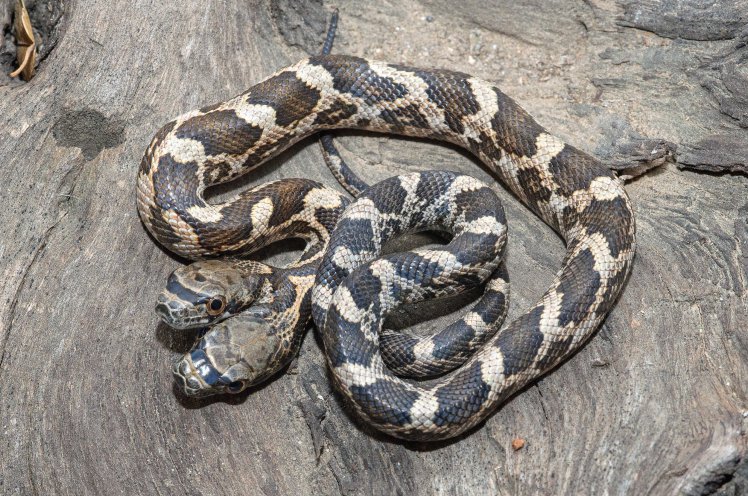 Two Headed Snake Found In Kansas USA