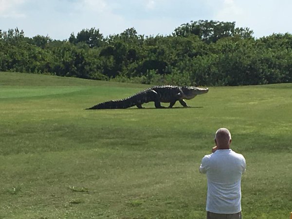 Massive Gator spotted in a glof course In Florida