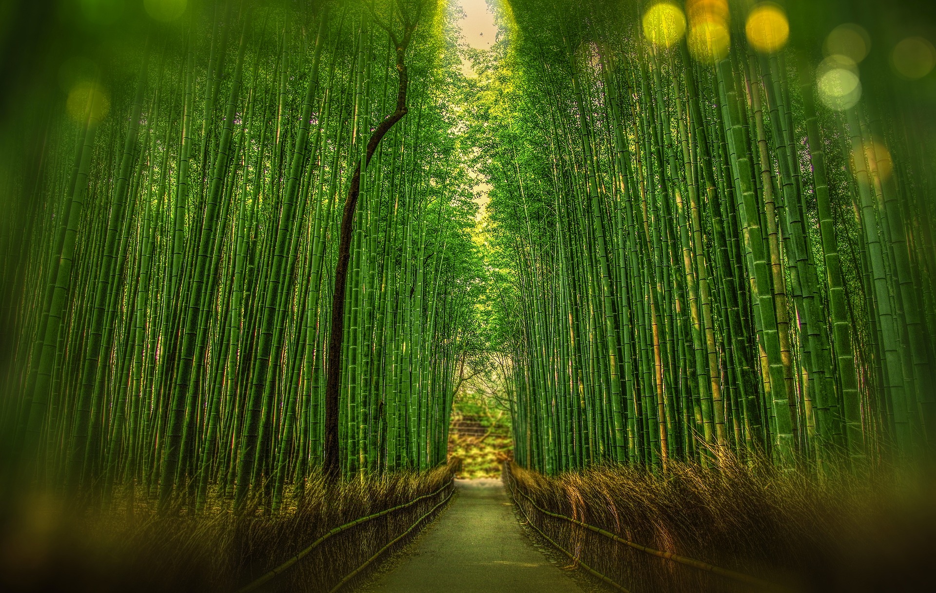 Bamboo Forest