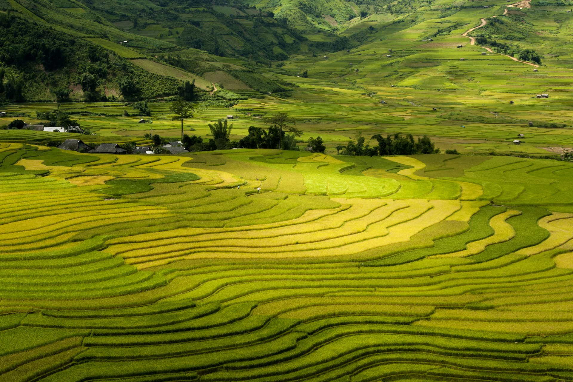 Sapa Rice Fields, Vietnam