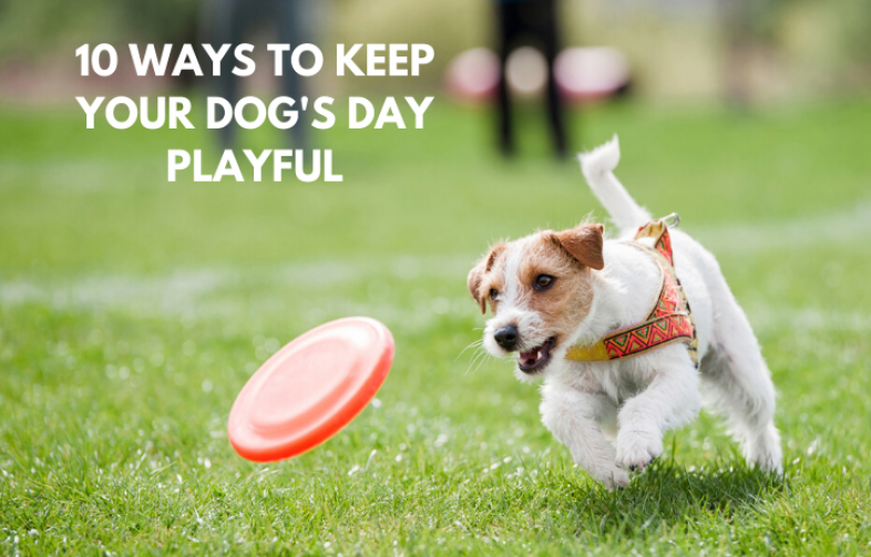10 ways to keep your dog's day playful by Debongo
