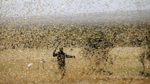 Locusts-Swarm