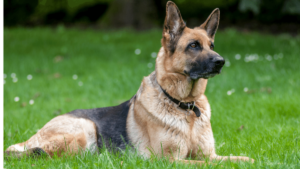 German Shepherd Dog - Debongo