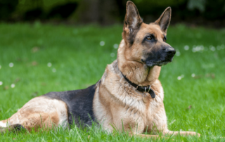 German Shepherd Dog - Debongo